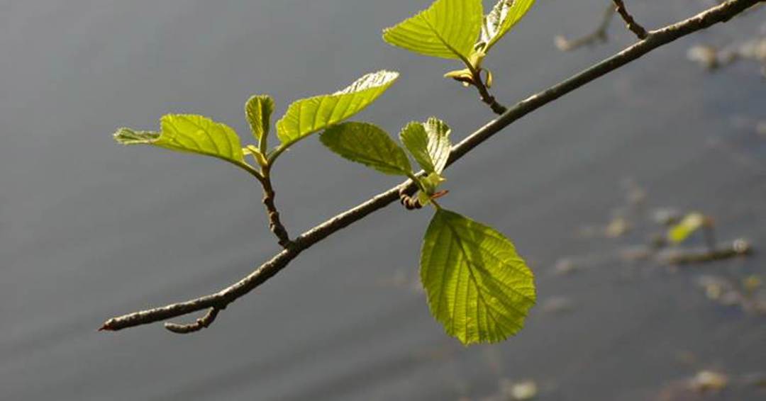 Rødel (Alnus glutinosa)