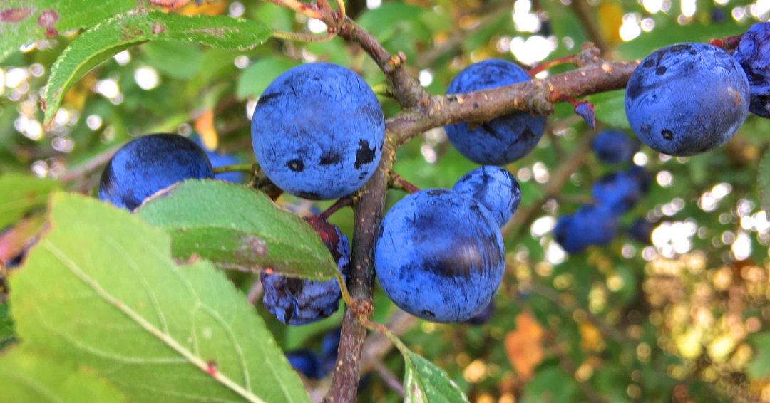 Slåen (Prunus spinosa)